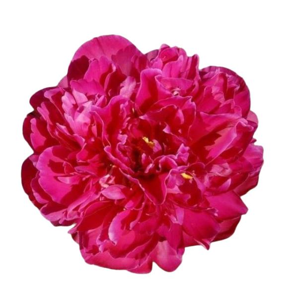 Vollsortiment - Pfingstrose rot - 1 Blüte